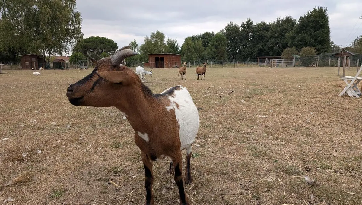 Indre-et-Loire : victime d'une tentative de vol d'animaux, la responsable d'une ferme pédagogique confie "sa colère" - ici