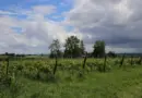 Innovation viticole : Berticot lance un nouveau vignoble expérimental