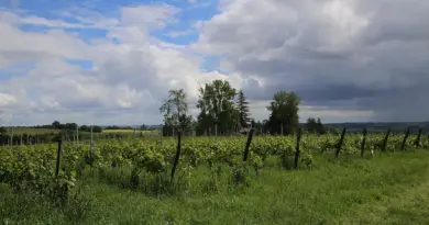 Innovation viticole : Berticot lance un nouveau vignoble expérimental