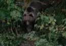 Japon : un ours brun tue un randonneur dans le nord du pays