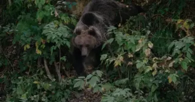 Japon : un ours brun tue un randonneur dans le nord du pays
