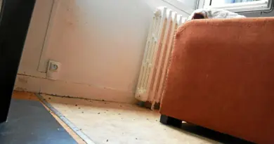 « J’en ai trouvé dans la cafetière » : à Lorient, des centaines de cafards pourrissent la vie de ces locataires [Vidéo]