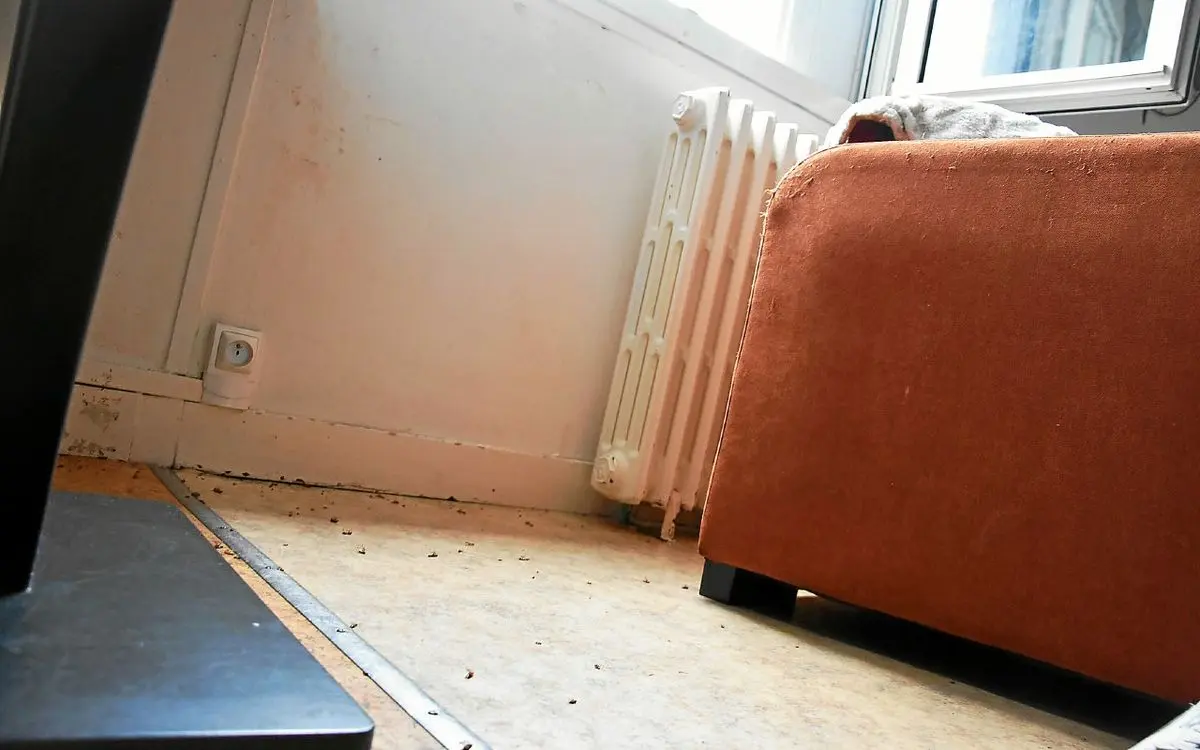 « J’en ai trouvé dans la cafetière » : à Lorient, des centaines de cafards pourrissent la vie de ces locataires [Vidéo]