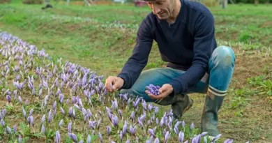 La Capelle-Bleys. La maison du safran et des aromatiques ouvre ses portes aux visiteurs