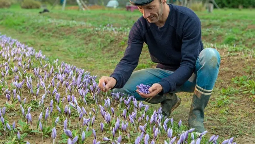 La Capelle-Bleys. La maison du safran et des aromatiques ouvre ses portes aux visiteurs