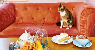 La Maison des Chats : un salon de thé engagé entre saveurs bio et compagnie féline