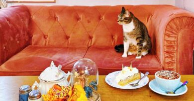 La Maison des Chats : un salon de thé engagé entre saveurs bio et compagnie féline