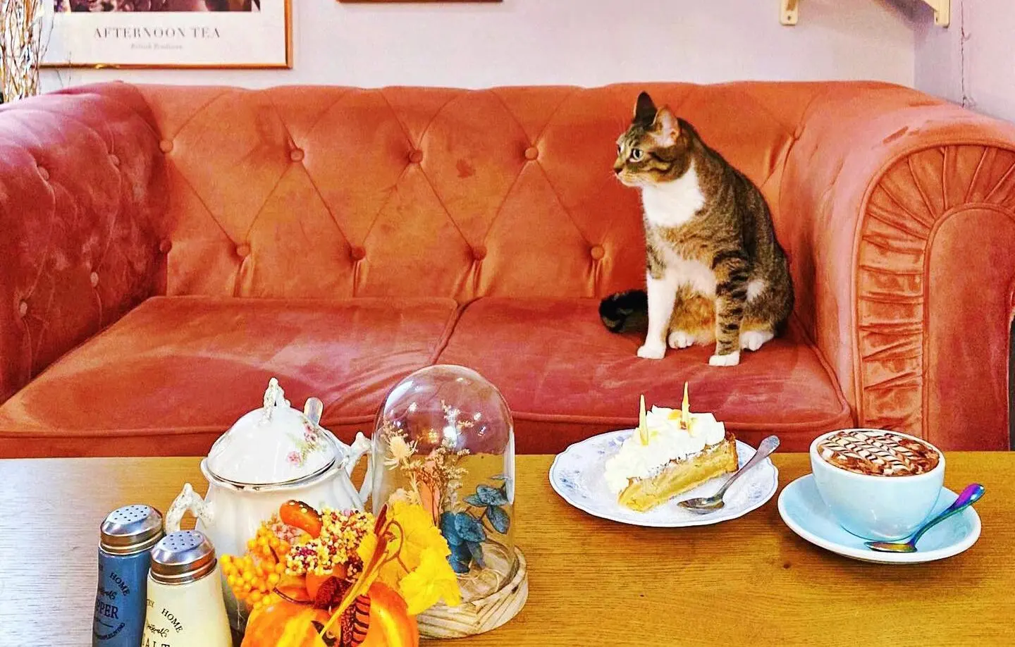La Maison des Chats : un salon de thé engagé entre saveurs bio et compagnie féline