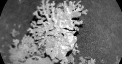 La Nasa a-t-elle découvert un corail vieux de plusieurs milliards d'années sur Mars ?