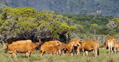 La Réunion : une aide de l’État pour remplacer les vaches infectées par la leucose bovine