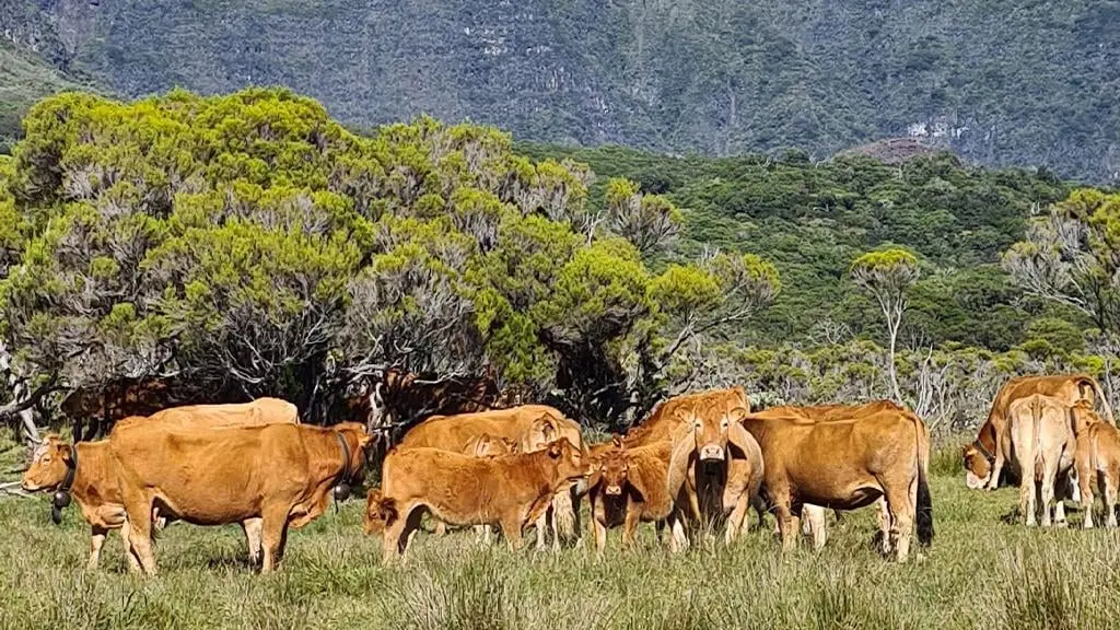 La Réunion : une aide de l’État pour remplacer les vaches infectées par la leucose bovine