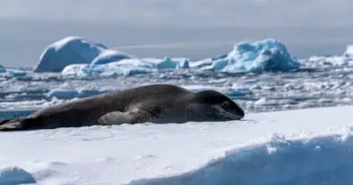 La banquise se vide : mais où ont bien pu passer les phoques à capuchon ?