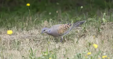 La chasse à la tourterelle des bois bientôt réautorisée, la Ligue pour la protection des oiseaux s'inquiète