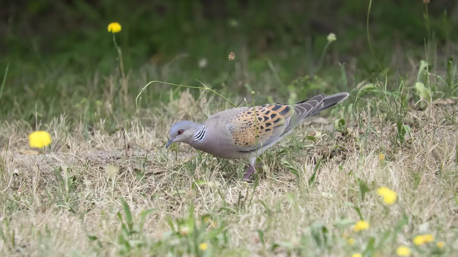 La chasse à la tourterelle des bois bientôt réautorisée, la Ligue pour la protection des oiseaux s'inquiète