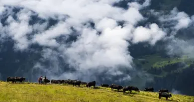 La dermatose bovine aura un impact sur la désalpe en Valais