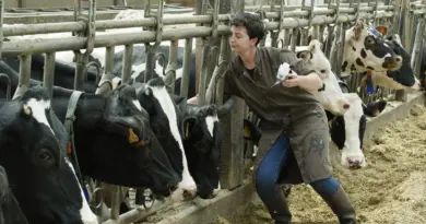 "La maladie tourne partout" : plusieurs comices agricoles annulés en raison de la dermatose nodulaire et de la fièvre catarrhale ovine