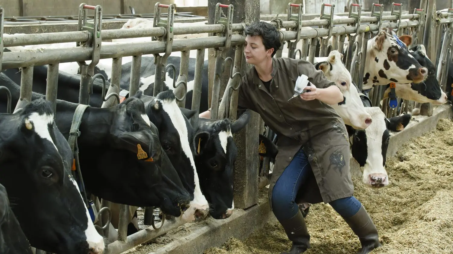 "La maladie tourne partout" : plusieurs comices agricoles annulés en raison de la dermatose nodulaire et de la fièvre catarrhale ovine