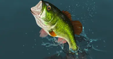 La perche, un poisson sans tailles ? - ici