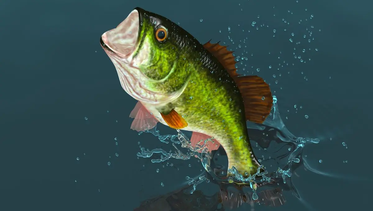 La perche, un poisson sans tailles ? - ici