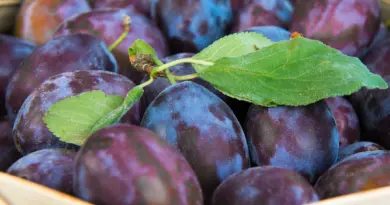 La quetsche, pépite violette du Grand Est