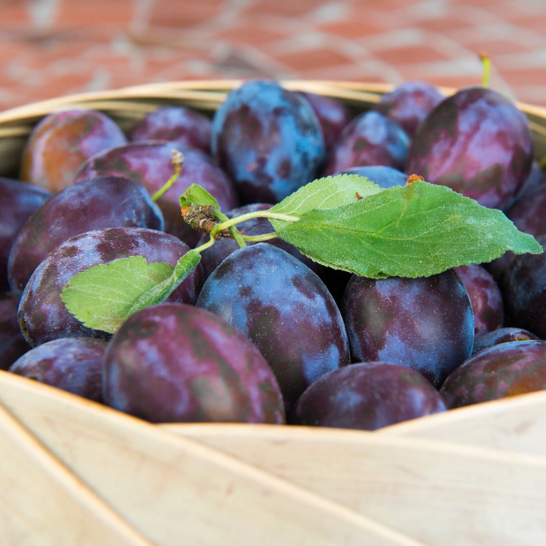 La quetsche, pépite violette du Grand Est