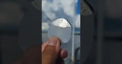 La raison pour la quel ce poisson est pêché va vous surprendre.
