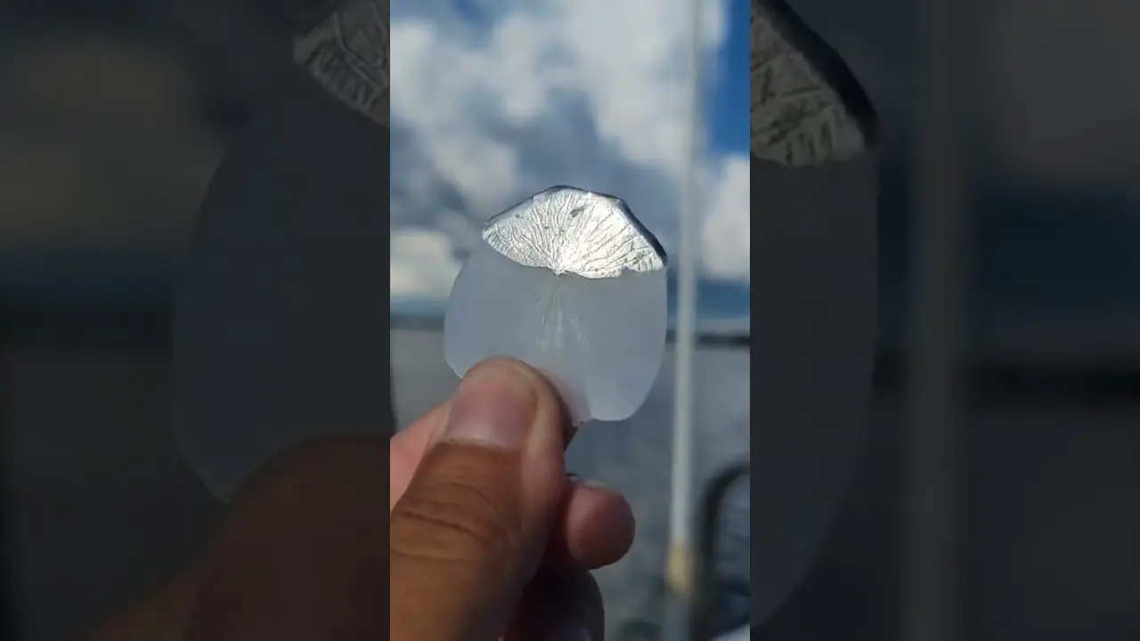 La raison pour la quel ce poisson est pêché va vous surprendre.