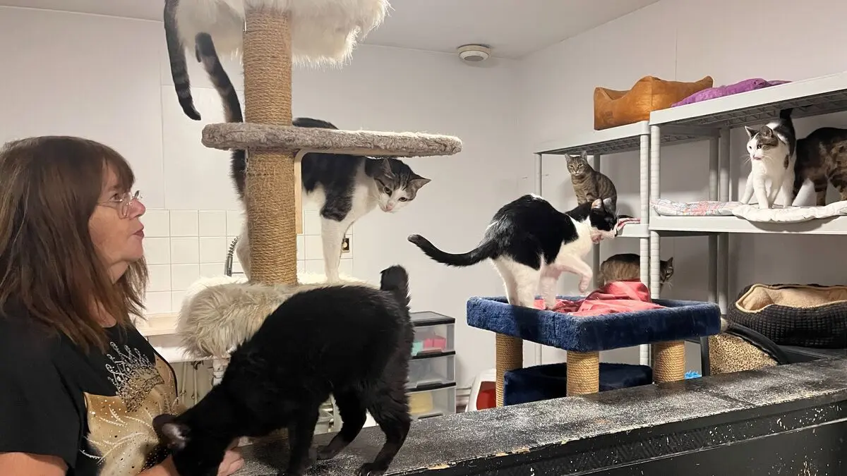« La situation est horrible » : les refuges pour animaux de l’Essonne submergés par une vague d’abandons