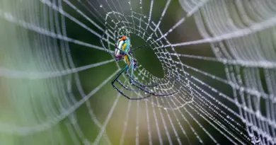 La toile d’araignée : merveille d’ingénierie naturelle depuis 400 millions d’années