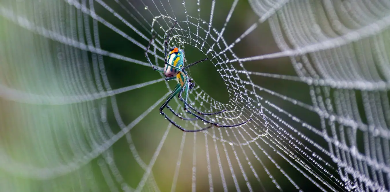 La toile d’araignée : merveille d’ingénierie naturelle depuis 400 millions d’années