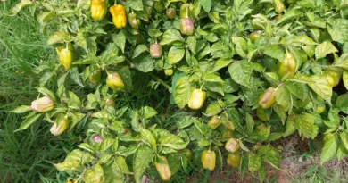 L’agroécologie : Une réponse locale aux défis mondiaux