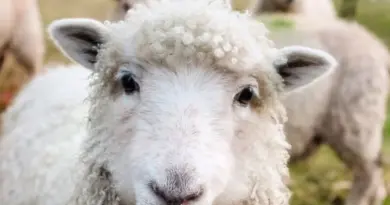 🐑🐂 L'âme de la Corse vit aussi dans ses élevages !