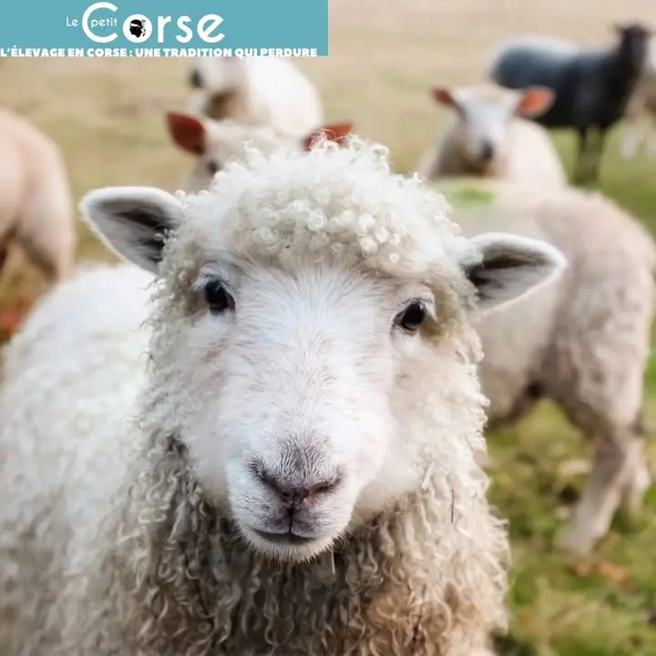 🐑🐂 L'âme de la Corse vit aussi dans ses élevages !