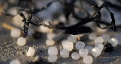 "Larmes de sirènes" : comment de minuscules granulés de plastique envahissent l'environnement