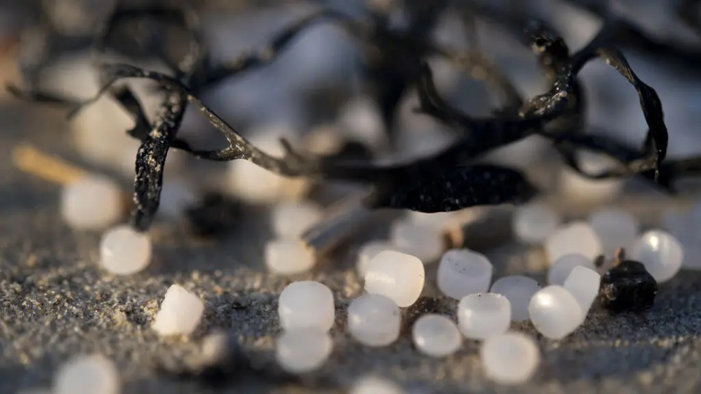 "Larmes de sirènes" : comment de minuscules granulés de plastique envahissent l'environnement