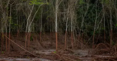 Le Brésil en mille regards : le Minas Gerais, un territoire à boue de souffle