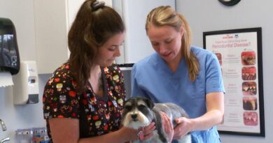 Une vétérinaire et une technicienne en santé animale soignent un chien.