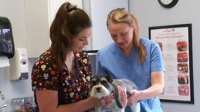 Une vétérinaire et une technicienne en santé animale soignent un chien.