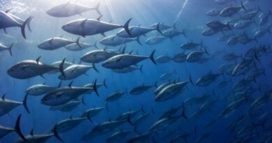 Le Thon, la pêche mode d'emploi - ici