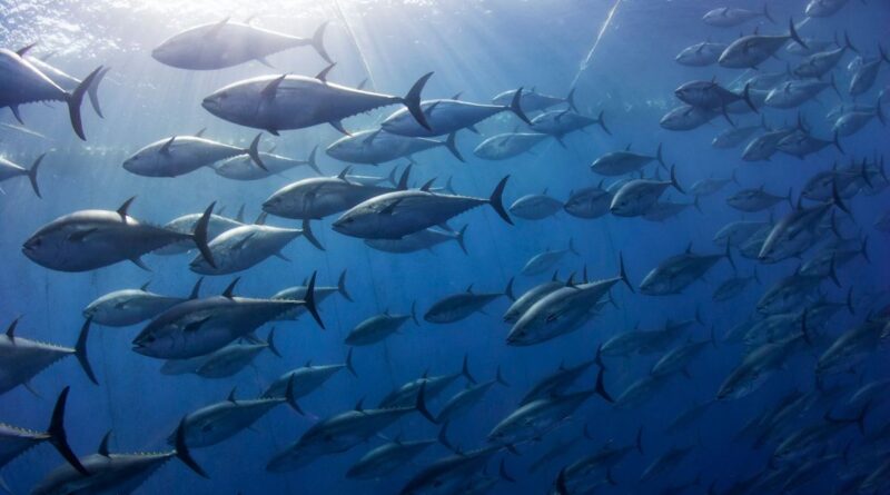 Le Thon, la pêche mode d'emploi - ici