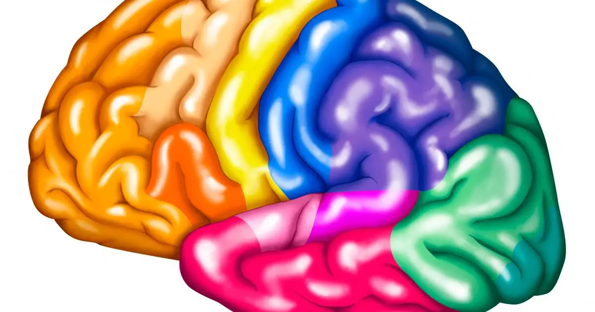 Le cerveau reste étonnamment stable, même après l’amputation d’un membre