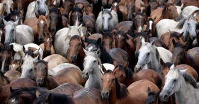 « Le cheval a changé l’histoire humaine » : comment un variant génétique lui a permis de conquérir le monde