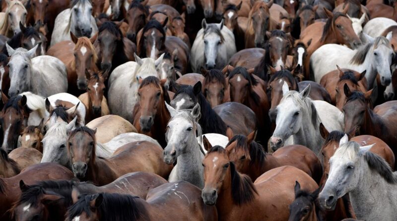 « Le cheval a changé l’histoire humaine » : comment un variant génétique lui a permis de conquérir le monde