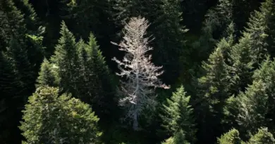 Le combat des forestiers pour sauver la forêt pyrénéenne - RTBF Actus