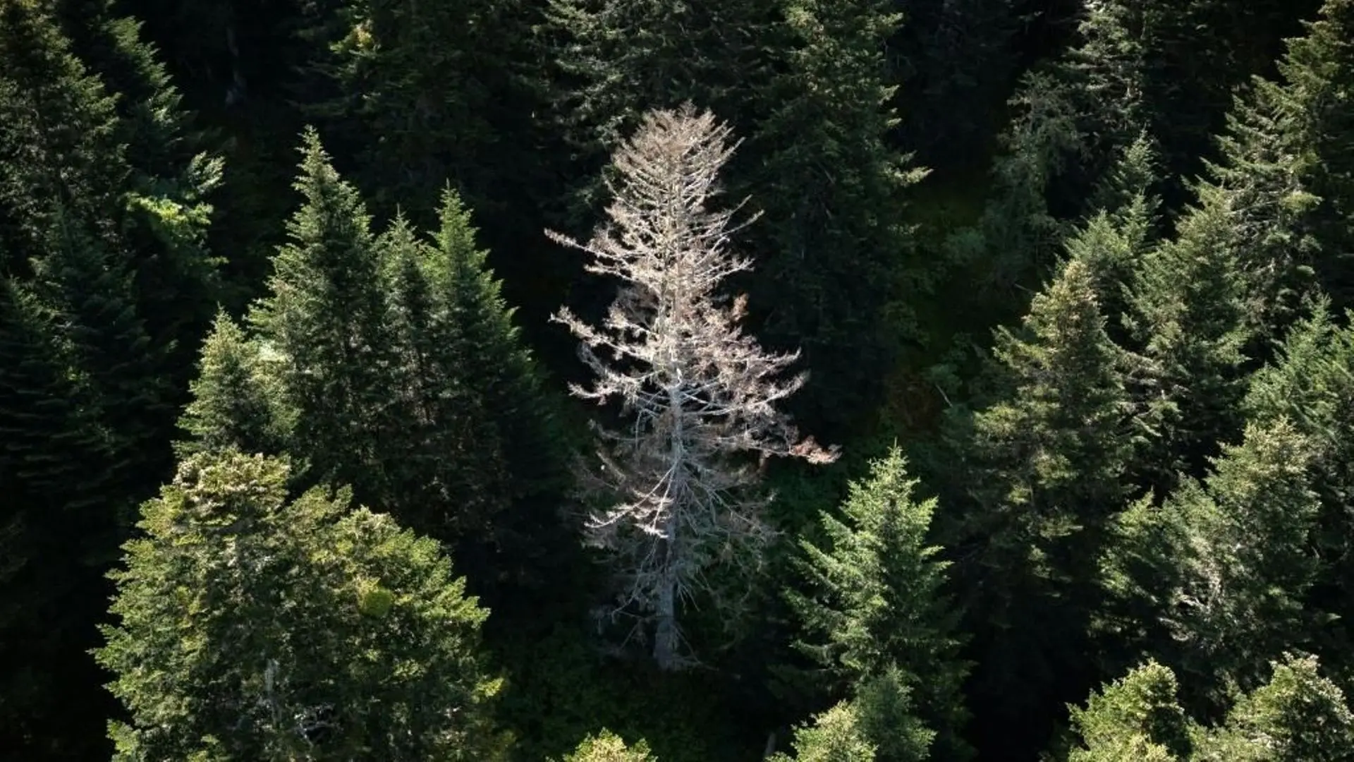 Le combat des forestiers pour sauver la forêt pyrénéenne - RTBF Actus