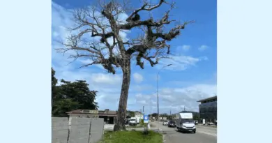 Le courbaril de la route de Montabo à Cayenne va être abattu