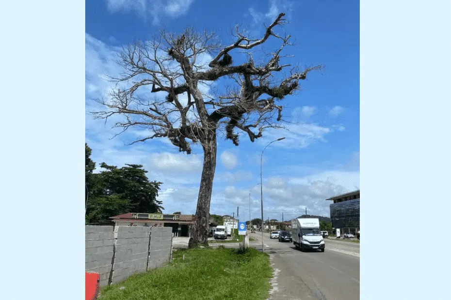 Le courbaril de la route de Montabo à Cayenne va être abattu