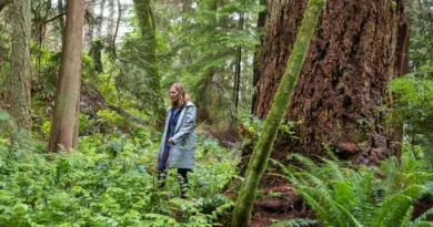 Une femme marche dans une forêt d'arbres géants.