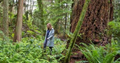 Une femme marche dans une forêt d'arbres géants.