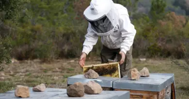 Le frelon asiatique ou le tueur d'abeilles qui menace le miel européen  - Euractiv FR